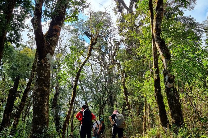 Sapa 1 day trek with local guide to the village by Comlam - The trek from Sapa into Muong Hoa: rice fields, forest paths, and Ý Linh Hồ