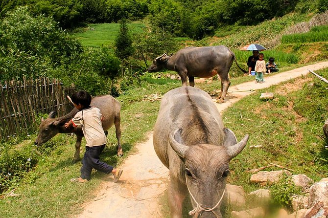 Sapa Easy Trekking Tour 1 Day - Rice Paddies and Cultures - Suoi Ho and the Black Hmong village feel