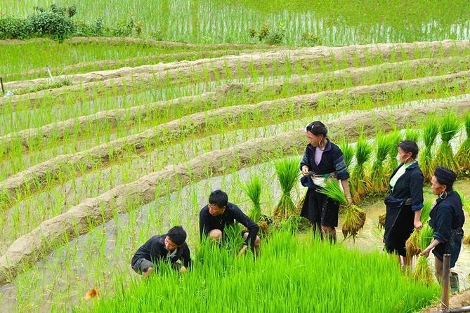 Sapa Trekking Tour 2 Days 1 Night By Bus - Day 2: trek distance and direction depend on homestay vs hotel