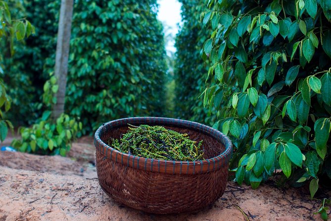 Sightseeing to the South of Phu Quoc Island and Relax on Sao Beach - Morning Route: Pearl Farm, Sim Wine, Pepper Farm, and a Sea-Facing Temple