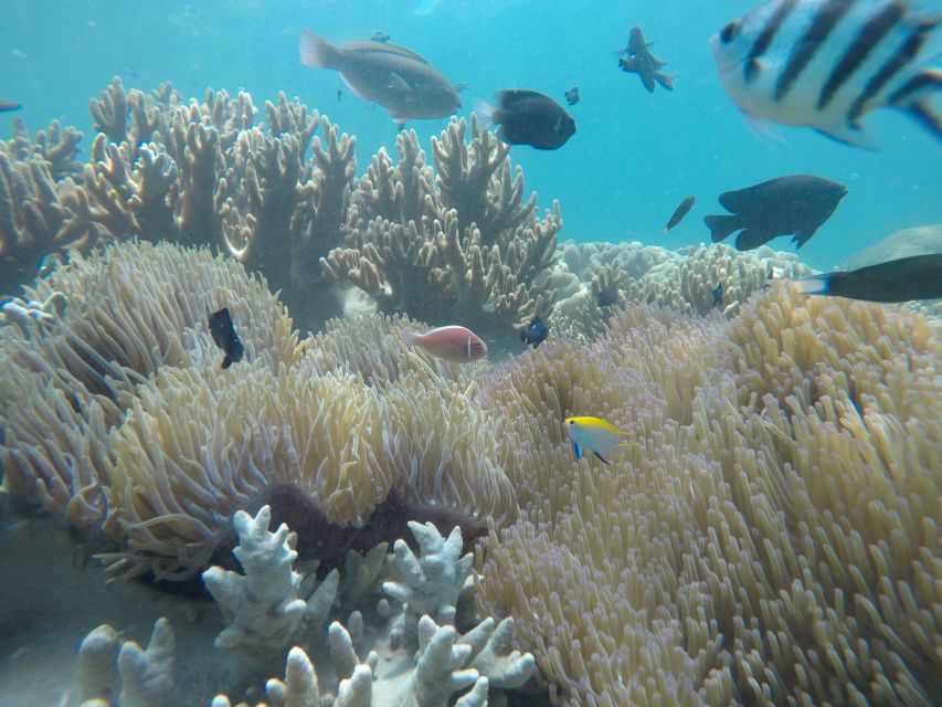 Snorkeling Cham Island: Snorkeling Tour by Speed Boat - How the Cham Island Speed-Boat Day Actually Feels