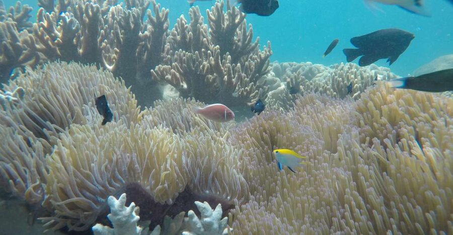 Snorkeling Cham Island: Snorkeling Tour by Speed Boat - Hon Nhon Beach Snorkeling: UNESCO Waters and Real Expectations