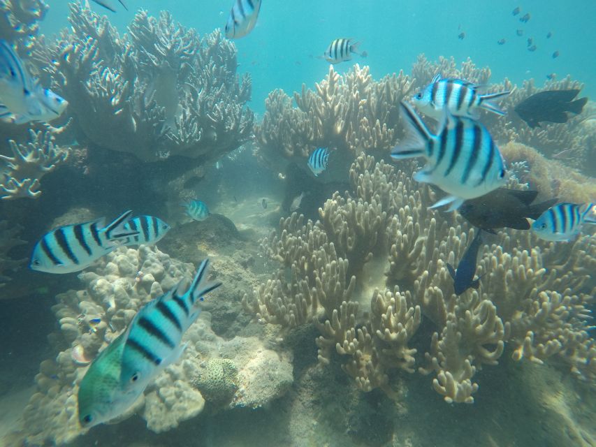 Snorkeling Cham Island: Snorkeling Tour by Speed Boat - Lunch at Cham Jungle Restaurant: The Day’s Consistent Win