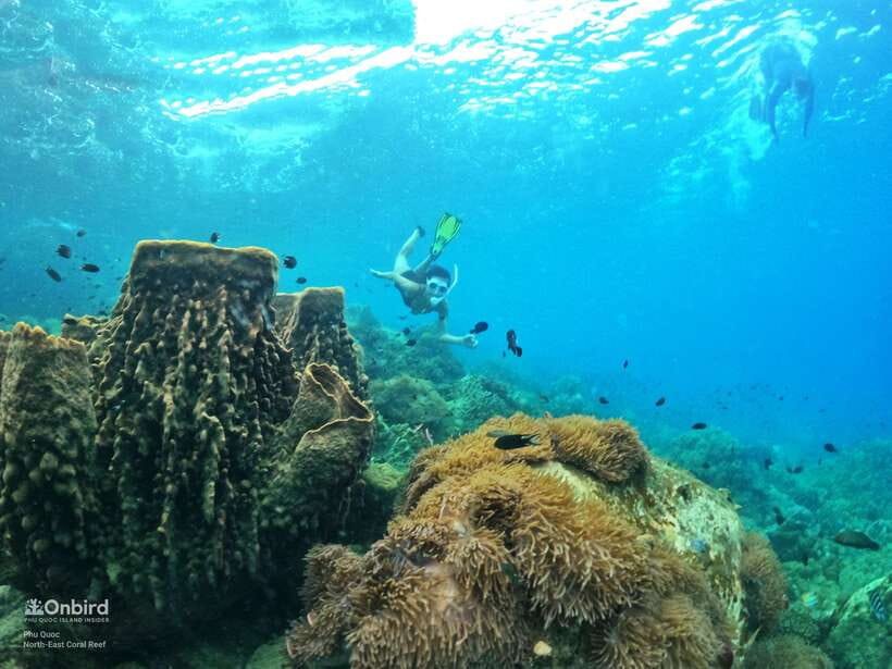 South Phu Quoc: Pro Snorkeling Tour by Speedboat - South Phu Quoc Coral, Without the Big-Tour Feel