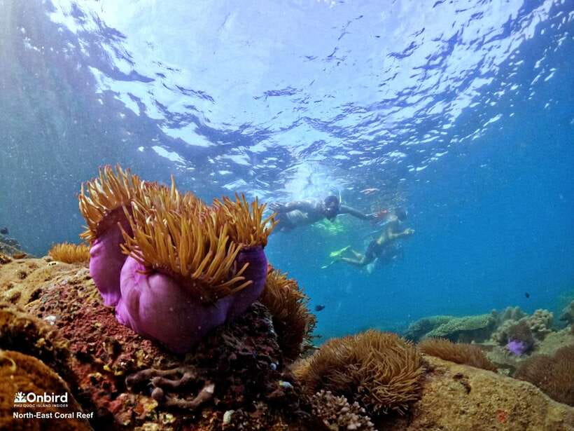 South Phu Quoc: Pro Snorkeling Tour by Speedboat - What to Bring, and What Gets You Stopped
