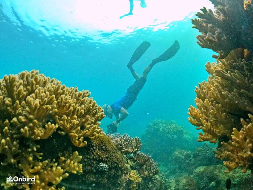 South Phu Quoc: Pro Snorkeling Tour by Speedboat - How Water Conditions and Lighting Change What You See