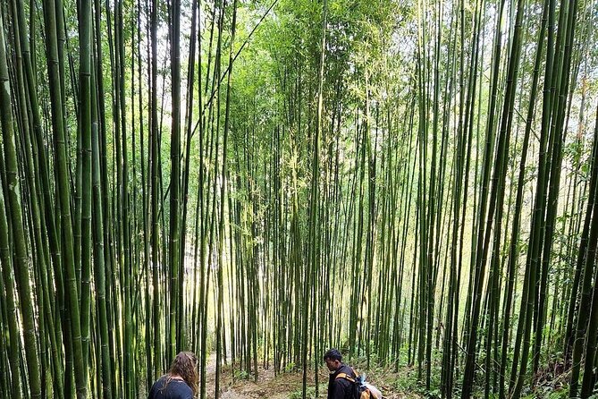 The best view and most authentic tour in Sapa (Non Touristy) - Walking Past Rice and Corn Terraces Toward Bamboo Jungle Views