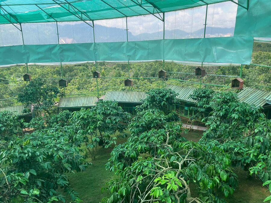 Three waterfalls in Dalat with Private Tour - Thien An Cricket Farm, Cuong Hoan Silk, Linh An Pagoda: culture stops that feel hands-on
