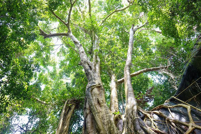 Trekking Tien Son Dinh Phu Quoc - Stop 1: Tranh Stream and the natural spring break