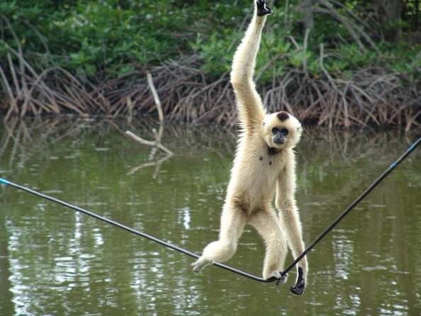 Vam Sat Mangrove Forest - VIP Private Tour - Why Can Gio Mangroves Feel Like a Real Break from Ho Chi Minh City