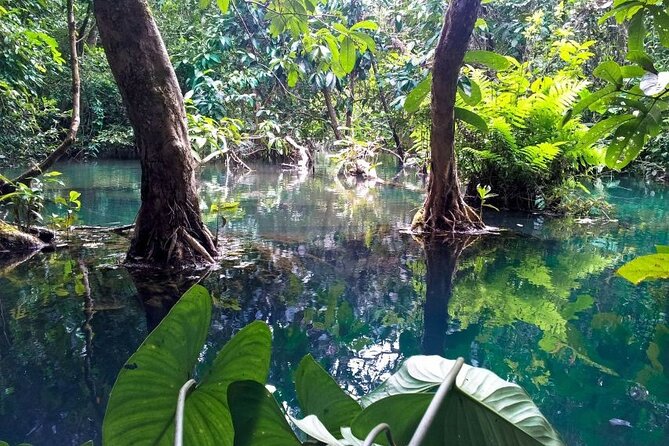 Vam Sat Mangrove Forest - VIP Private Tour - Bird Sanctuary at Full Scale: 20,000+ Birds and 26 Species
