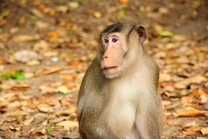 Vam Sat Mangrove Forest - VIP Private Tour - VIP Pickup and the Day’s Real Timing (7:30 to About 8 Hours)